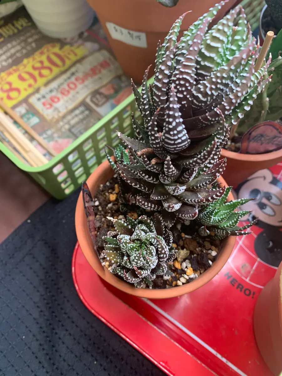 【白蛇伝】良型　親株サイズ 白蛇伝】良型親株サイズ