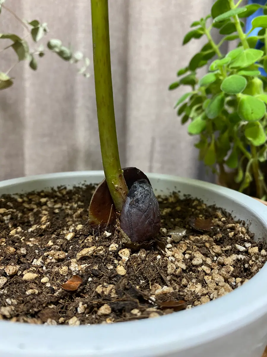 アボカド 種 取れ ない