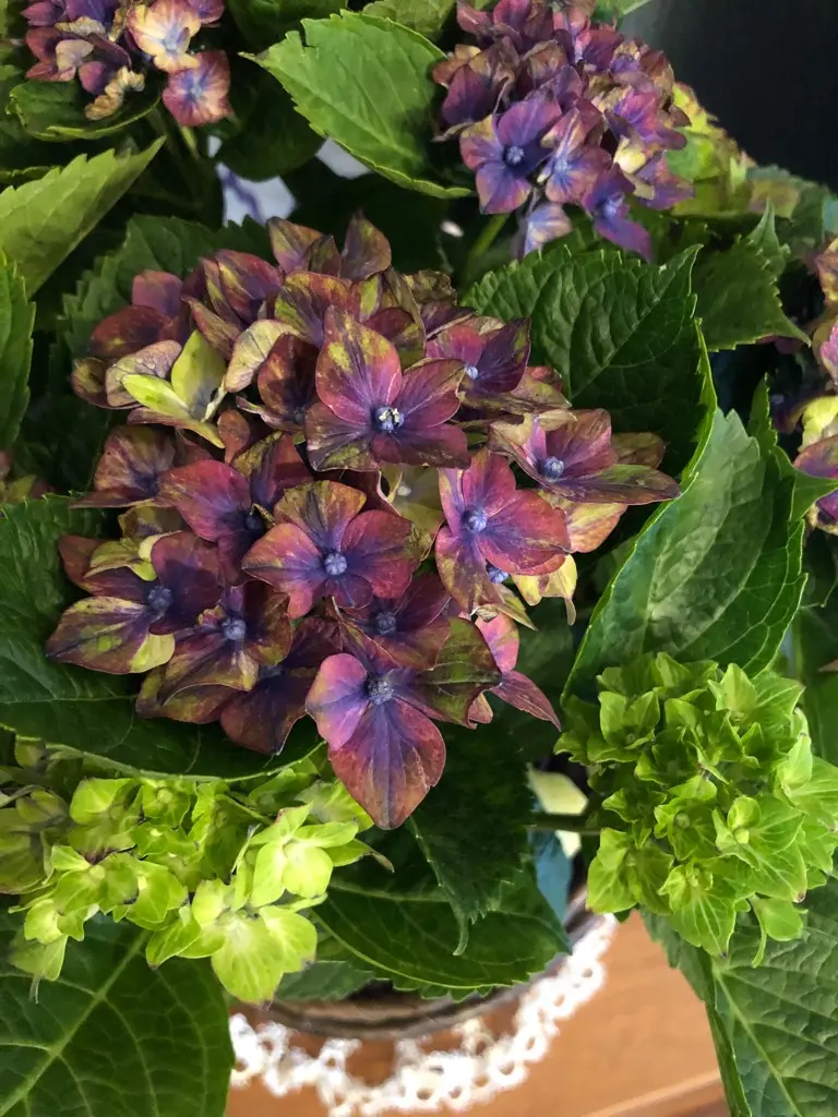 アジサイ 鉢植え 青緑紫（あじさいの日 - 花だより）