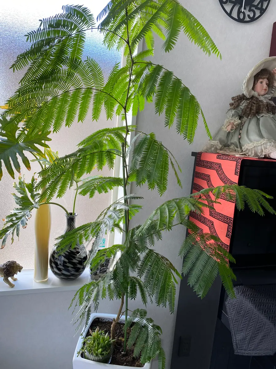 エバーグリーン』の観葉植物で、平均室内温度20℃ガラス越し...｜園芸  