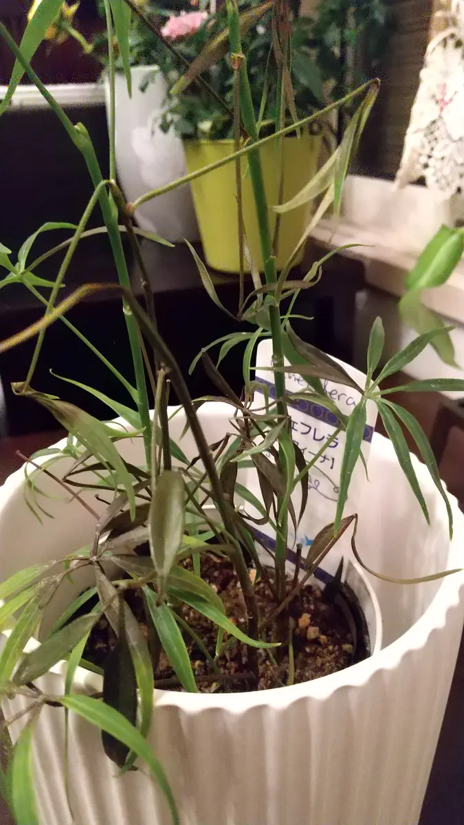 シェフレラカポック2本立ち シェフレラカポック2本立ち