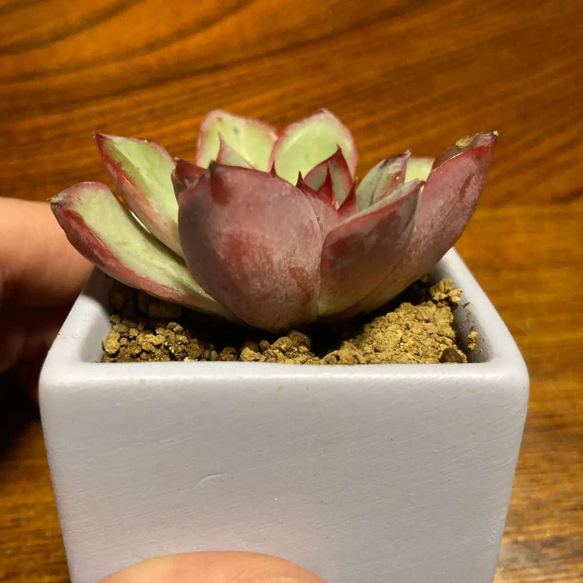 ①この多肉植物の品種が知りたいです。ホームセンターで購入し