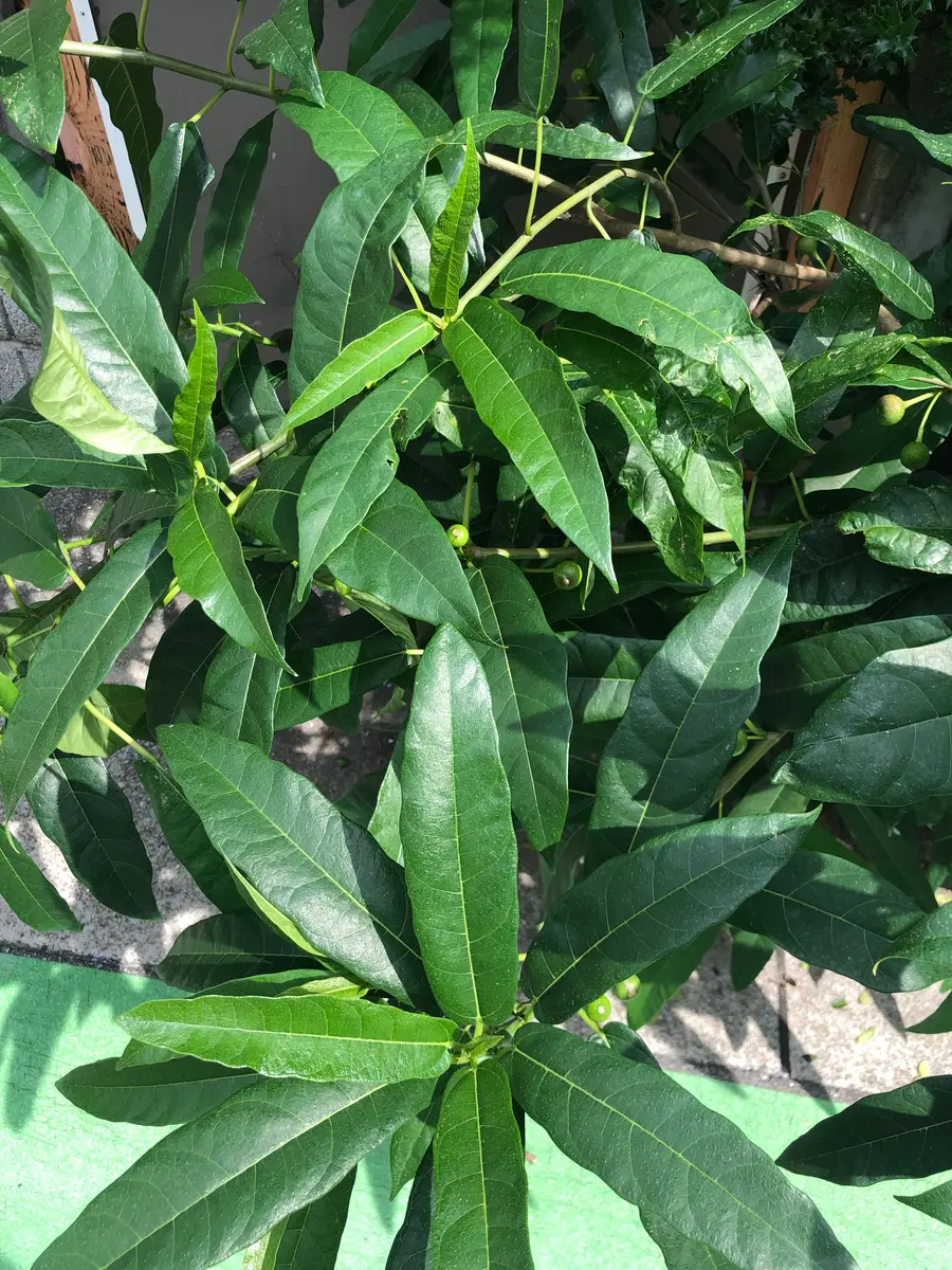 近所に生えてた葉っぱです 近所に生えてた葉っぱです 【公式通販】