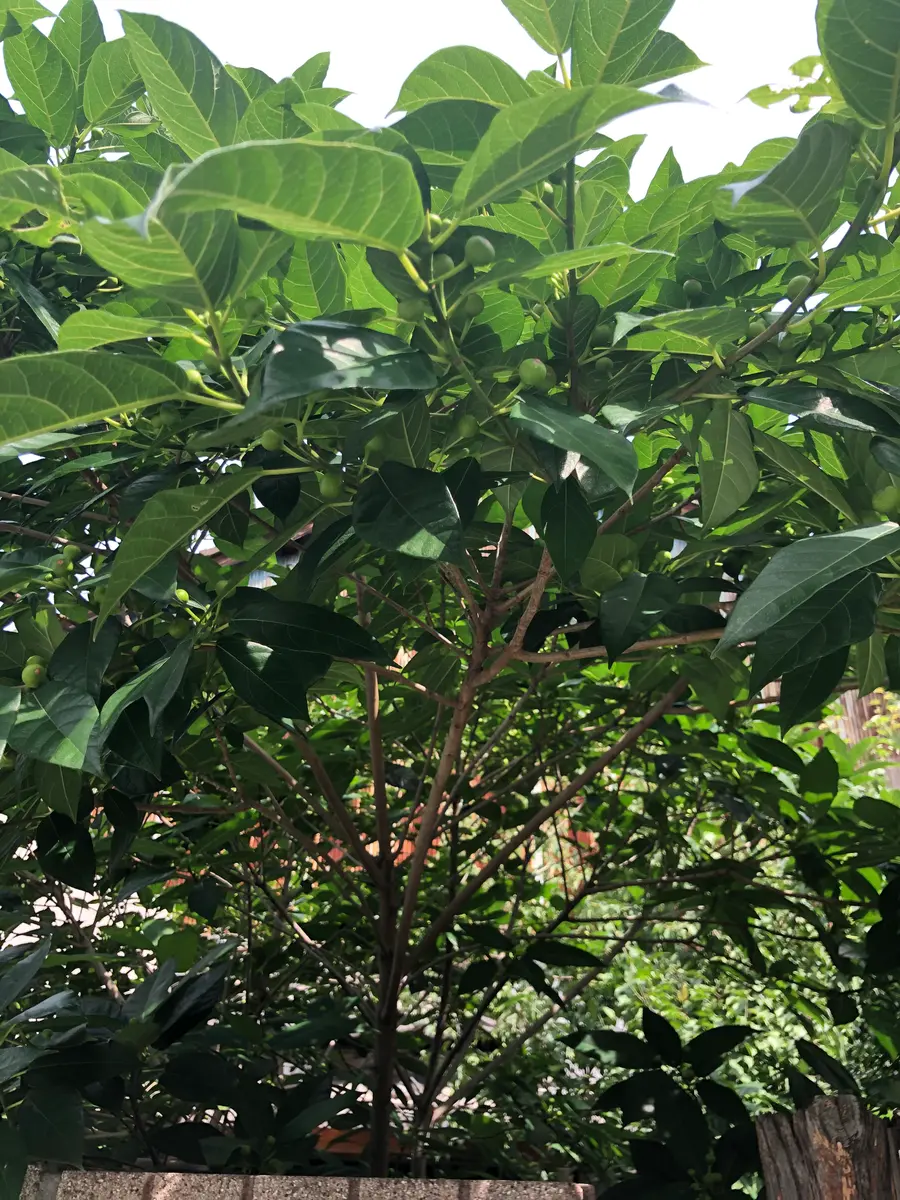 近所に生えてた葉っぱです 地面に触れている葉っぱ？ : r/HotPeppers