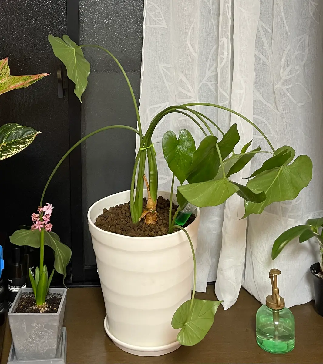 クワズイモを頂いたのですが、5年ほど植え替えられておらず鉢が