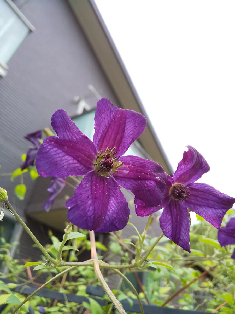 クレマチスの品種を教えて下さい!買ったときはラベルが付いて｜園芸