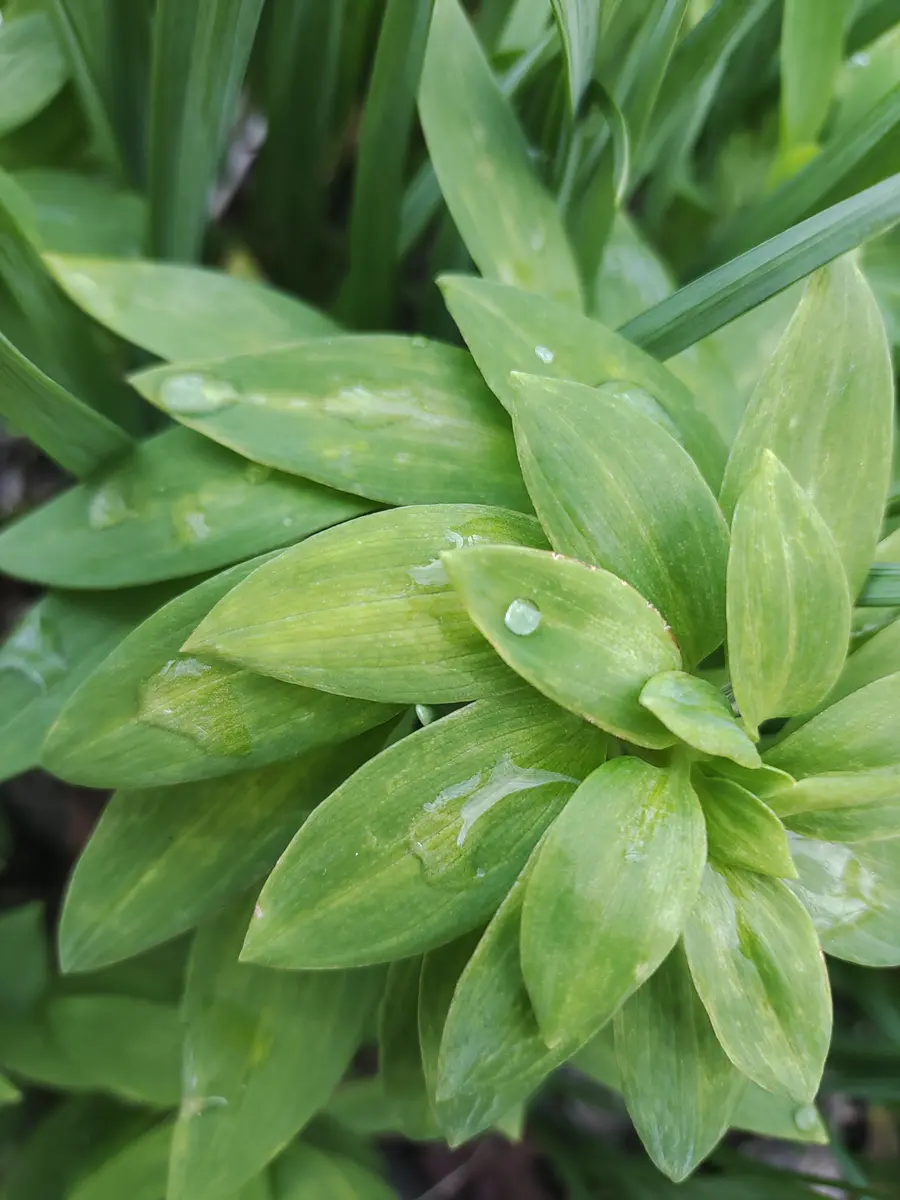借家の庭に生えてきたアルストロメリアと思われる草です。沢山