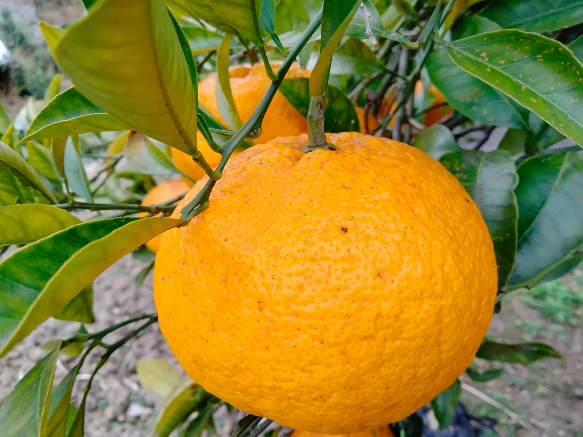 実家の畑にあるみかんの木なんですが、このみかんの種類と収穫 