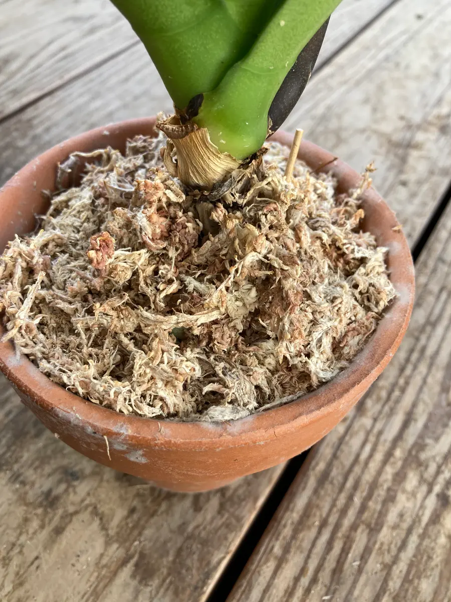 水苔栽培はじめてのガーデニング初心者です。・胡蝶蘭の白カビ