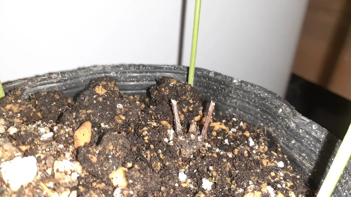 クレマチスの4号ポット苗を購入しました。6号鉢に植え付けよう