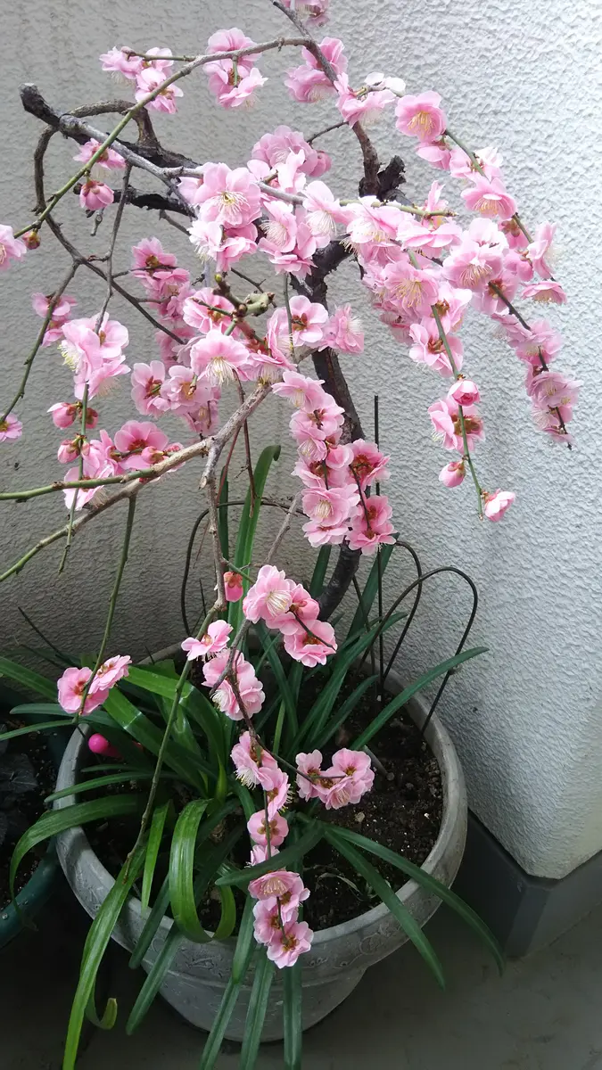 10年前庭に地植えしてたしだれ梅をマンションのベランダで育て 園芸相談Q A