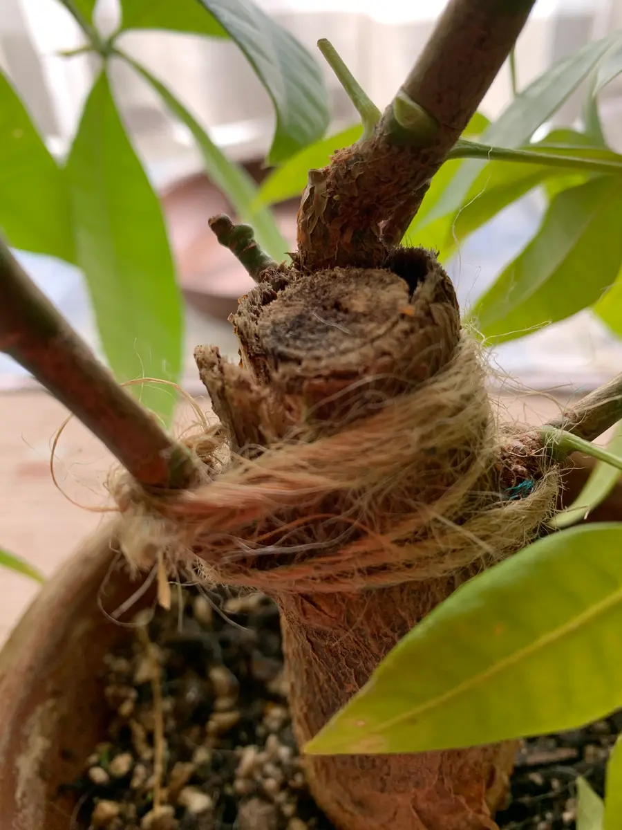 パキラですが、不注意で枝を折ってしまいました。完全にでなか