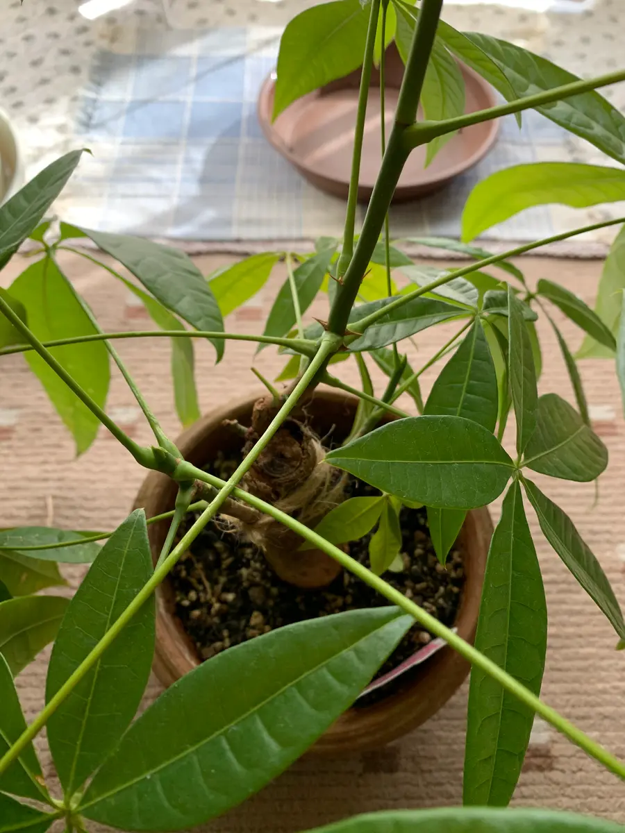 パキラですが、不注意で枝を折ってしまいました。完全にでなか 