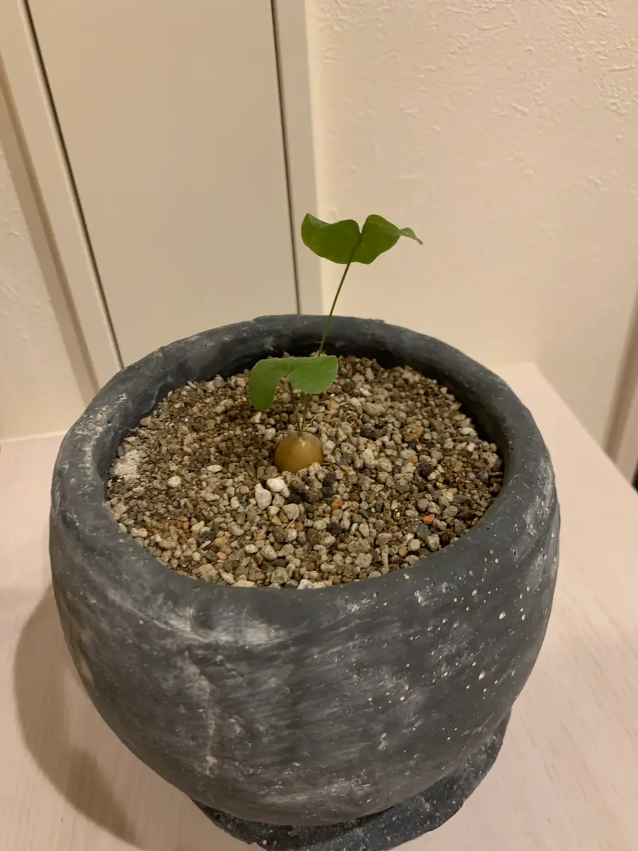 アフリカ　亀甲竜　12株　まとめ売り アフリカ亀甲竜 | GN PLANT