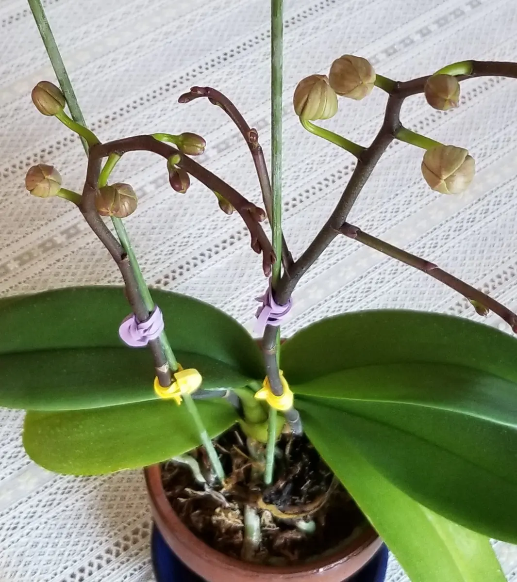 コチョウランの蕾が開かない……昨年冬に購入して夏に植え替えし