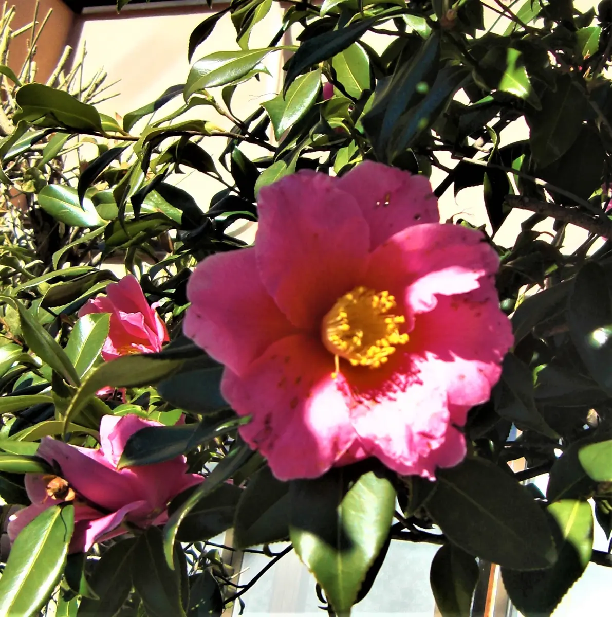 老梅　ろうばい　椿 老梅 ろうばい 椿 赤 花 バラ