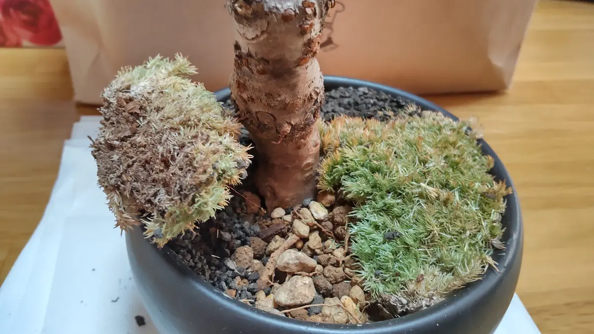 旭山桜のミニ盆栽を先日購入したのですが、購入時から苔が土か