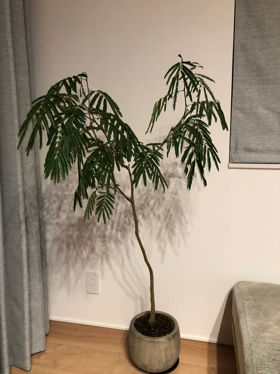 【現金特価】 エバーフレッシュを購入して、違う鉢に植え替えをしたのですが その他観葉植物