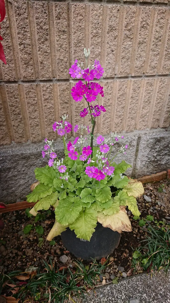 前回、画像の花について問い合わせた結果皆さんより「プリムラ  