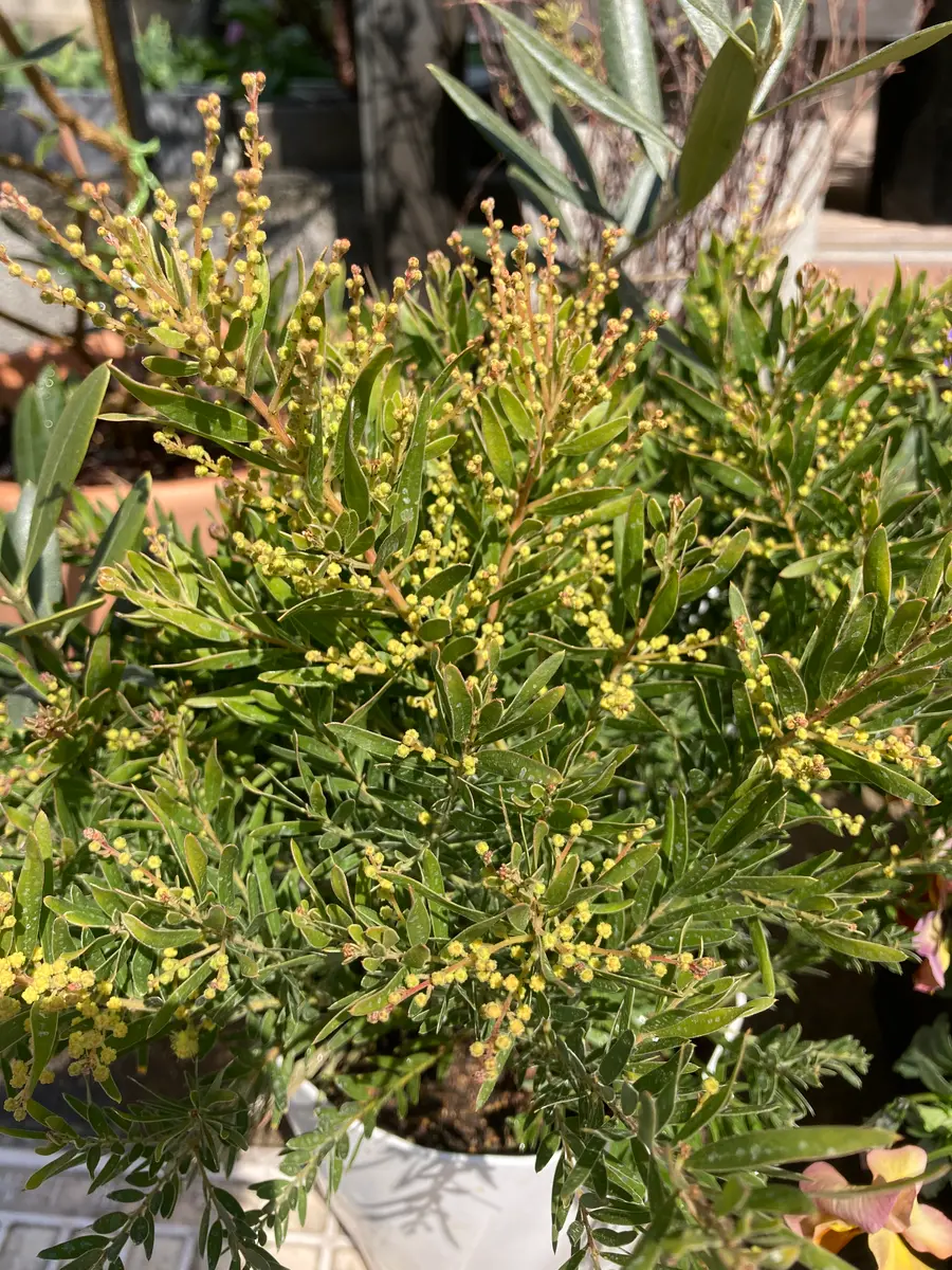 神奈川県川崎市在住です。ミモザの鉢が4つありますが、全て蕾は