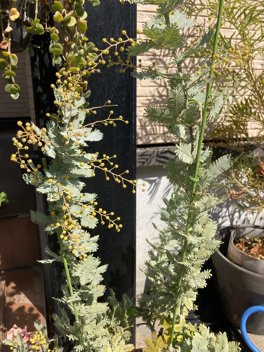 神奈川県川崎市在住です。ミモザの鉢が4つありますが、全て蕾は