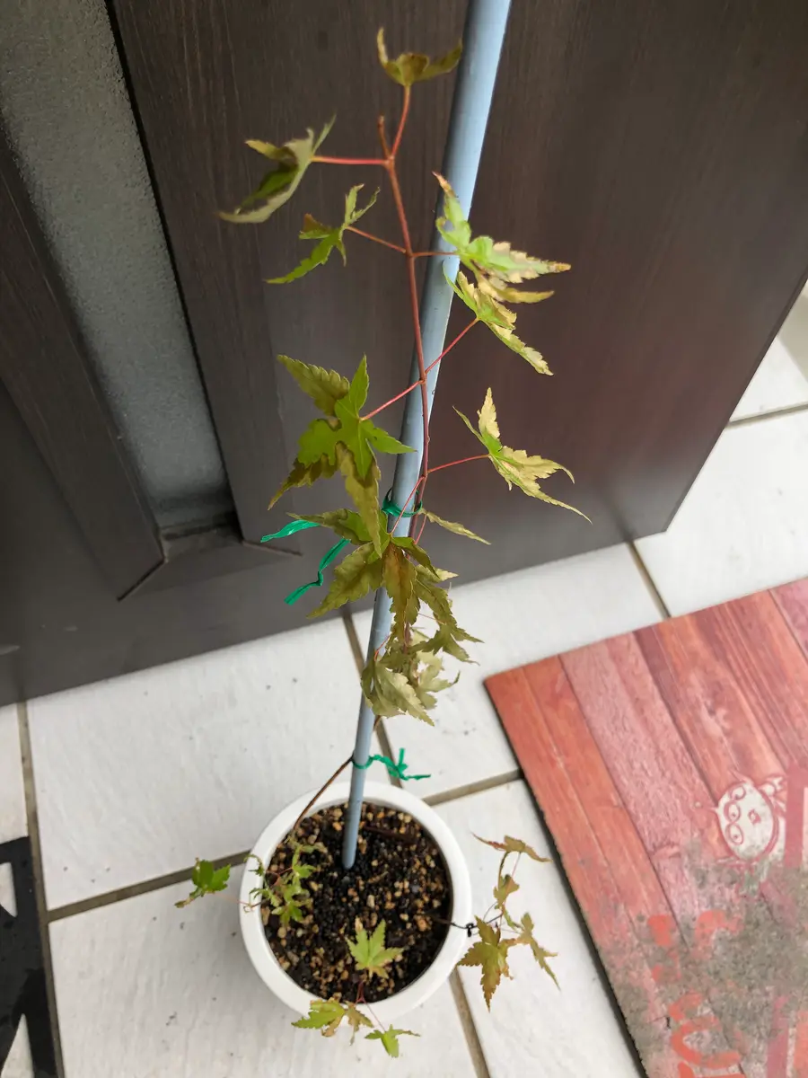 父所有の山からモミジを持ってきました。2日ほどは元気だった