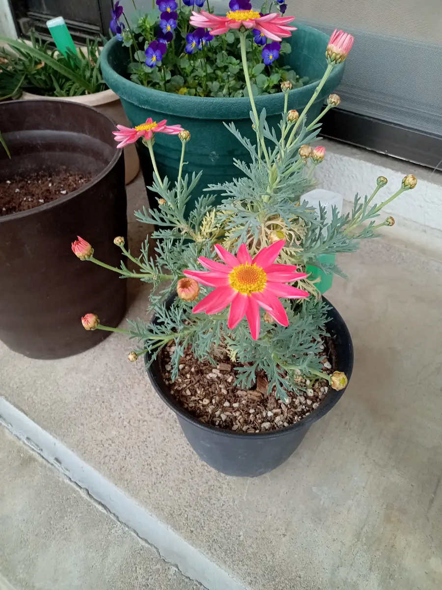 マーガレットのことで質問です。花びらが細くなってしまいまし