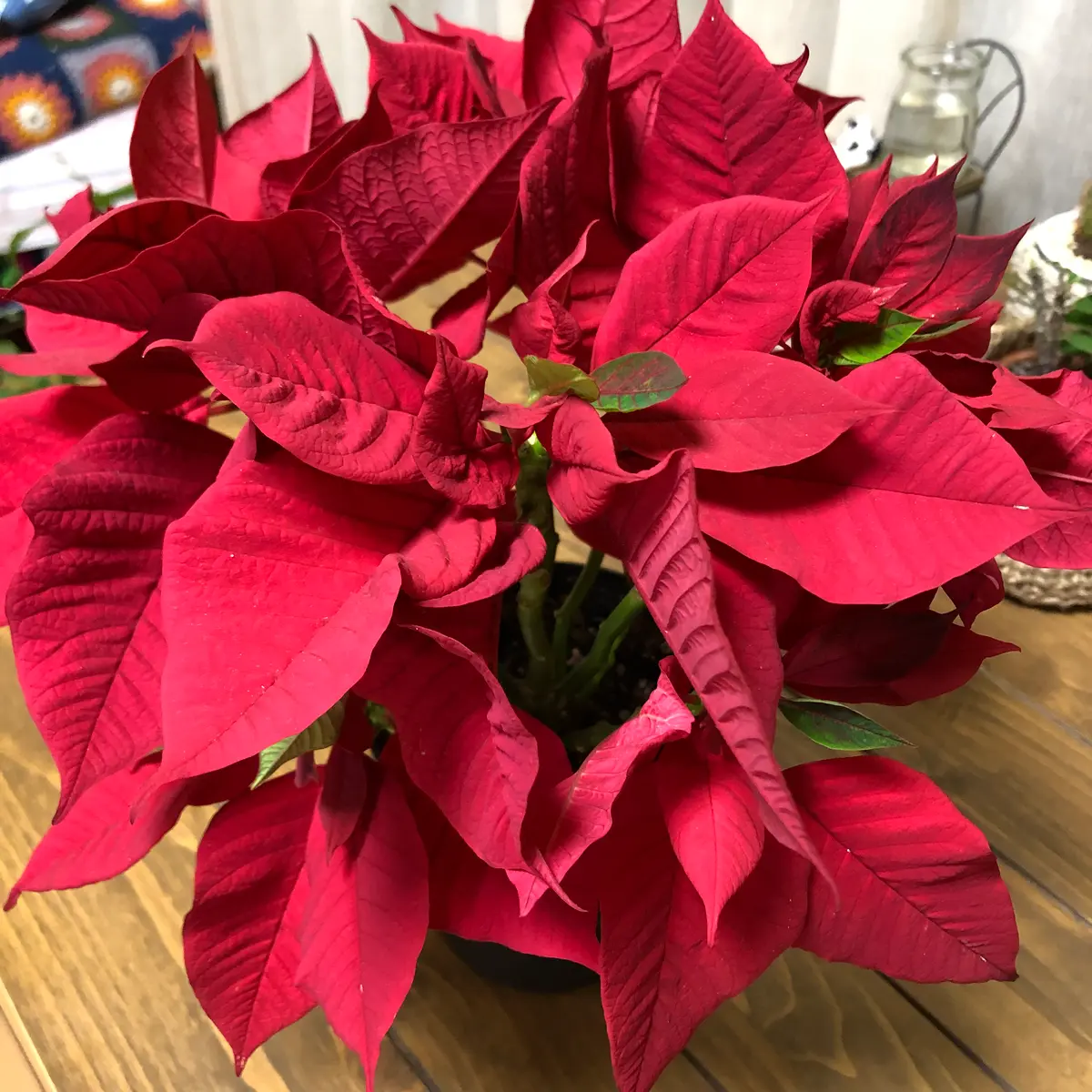 昨年のクリスマスシーズンに買ったポインセチアです。冬越し出