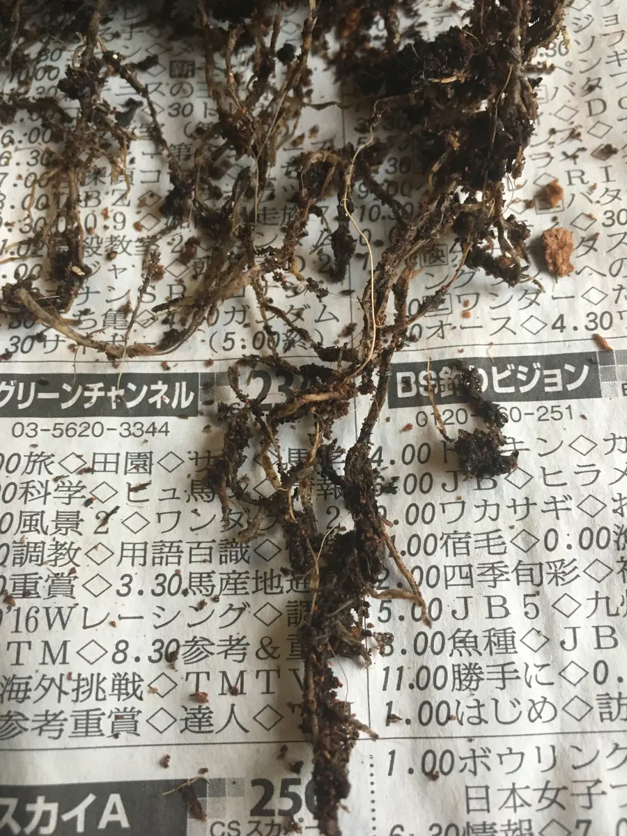 緊急】これは根腐れでしょうか？助けてください。肥料をあ｜園芸