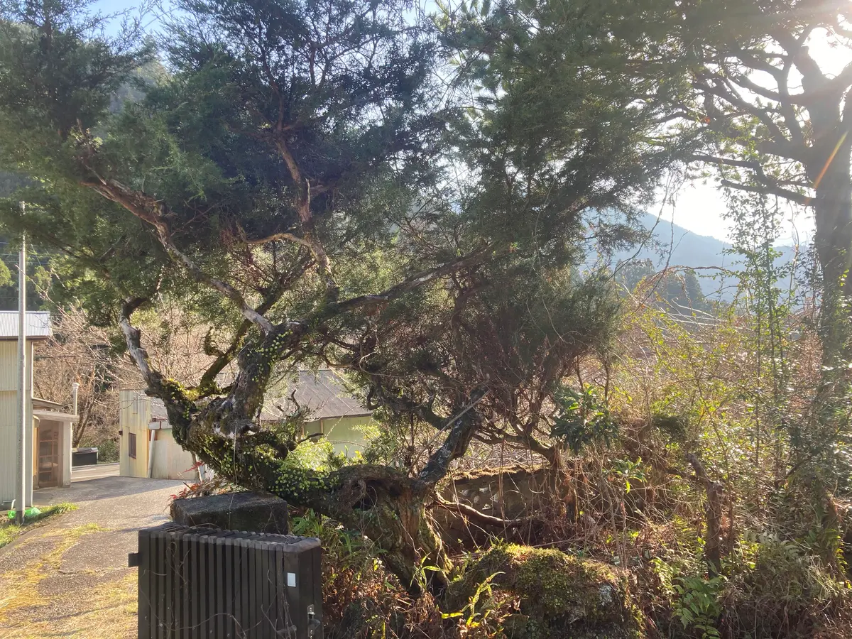 取引要相談】庭木、岩の撤去を考えております