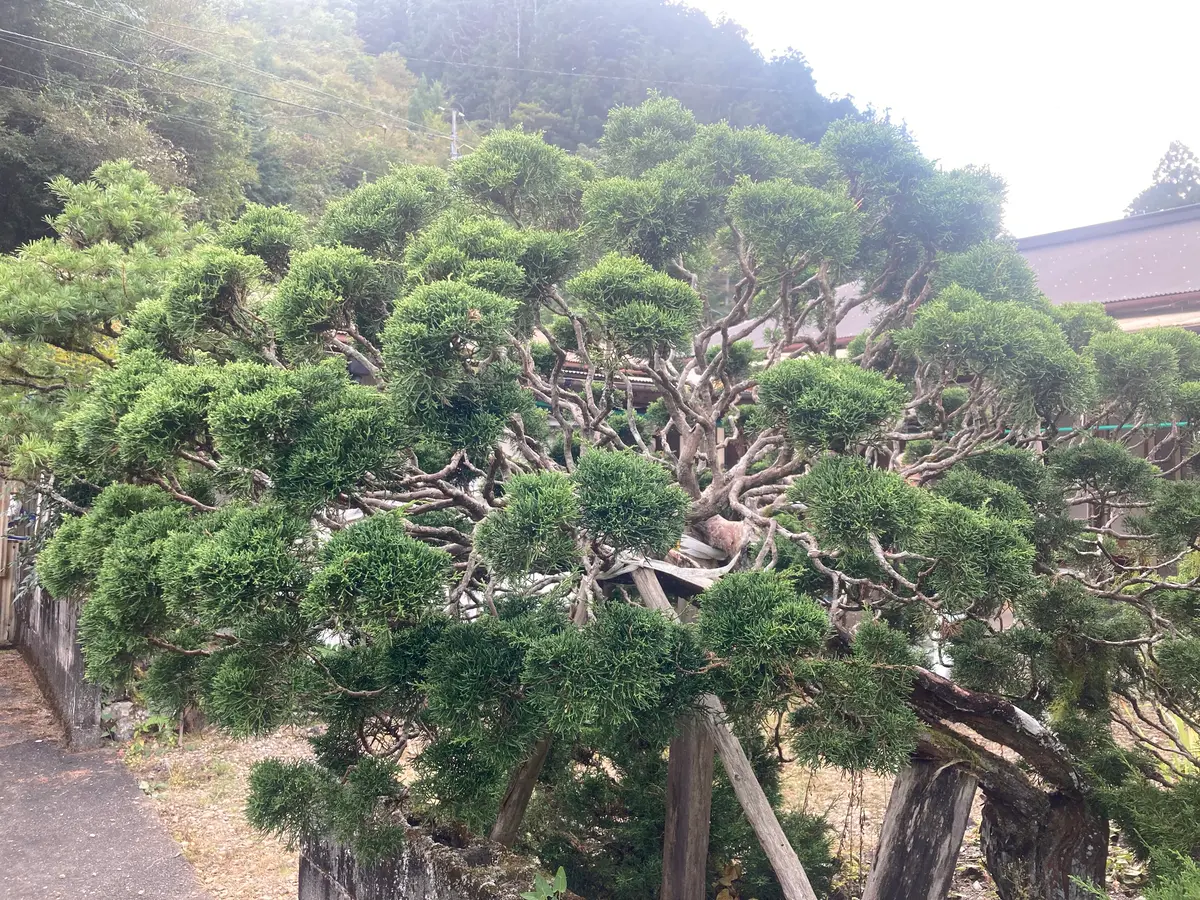 【取引要相談】庭木、岩の撤去を考えております 取引要相談】庭木、岩の撤去を考えております