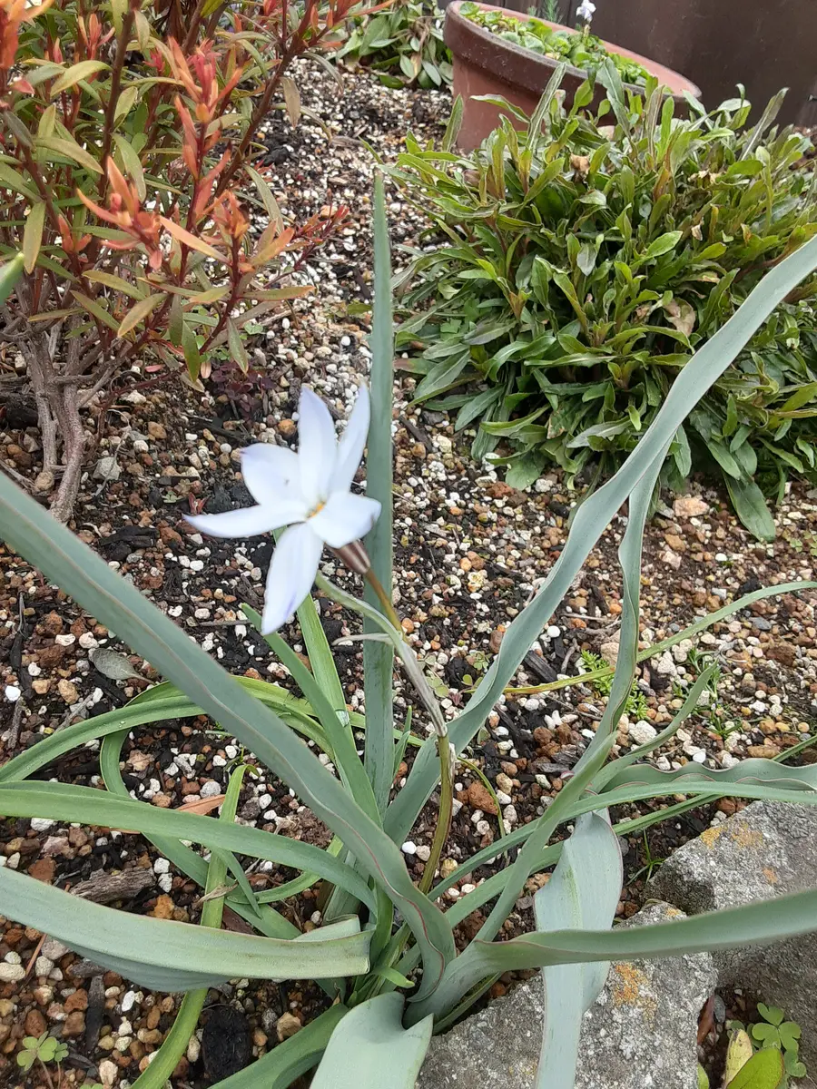 名前を教えて下さい。秋植え球根で高さ10～15センチお花は3セ｜園芸