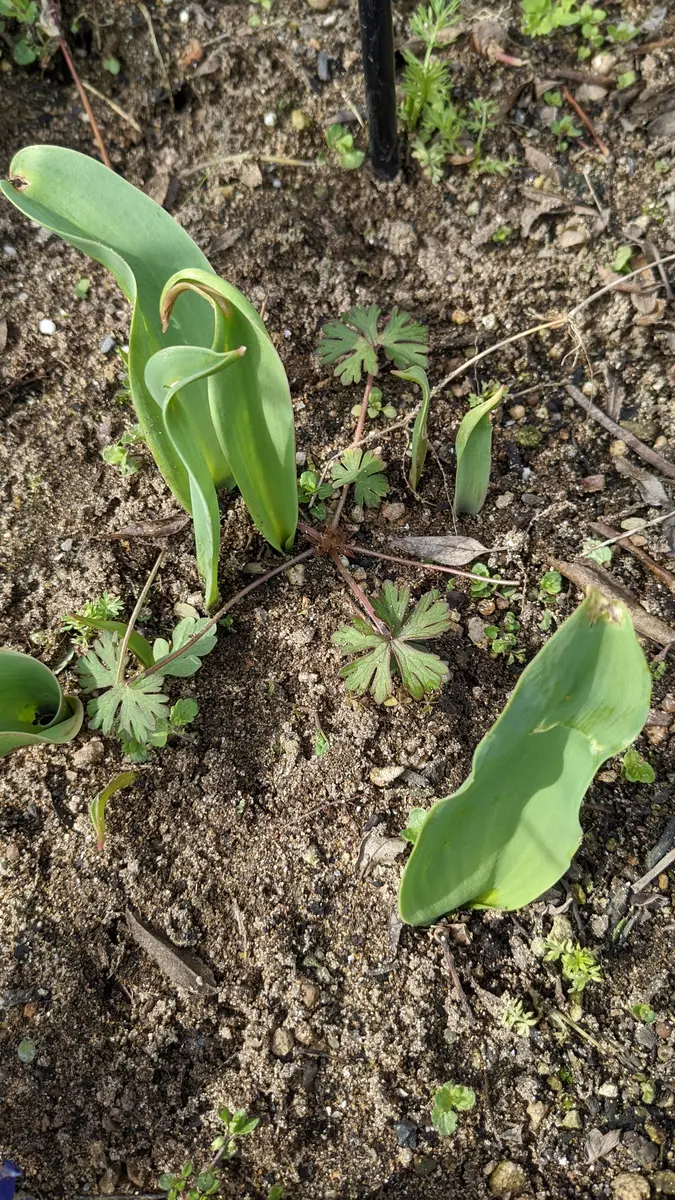 チューリップ球根➕さつまいもの葉っぱ チューリップ球根➕さつまいもの葉っぱ 球根 葉っぱ
