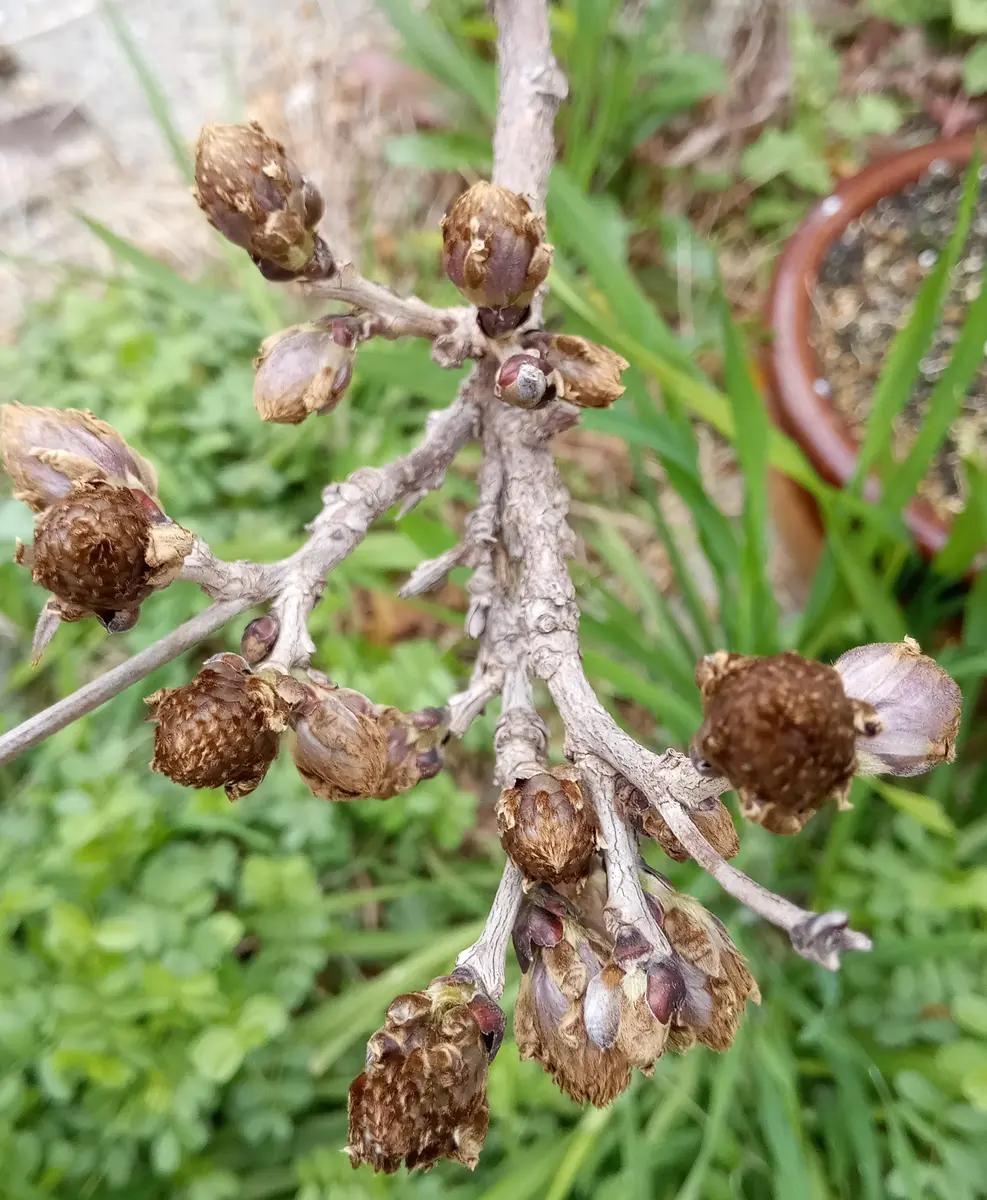 一才藤／太木 現在落葉中 園芸ネット本店｜フジ（藤）：イッサイフジ（一歳藤・一才藤）4.5～5号