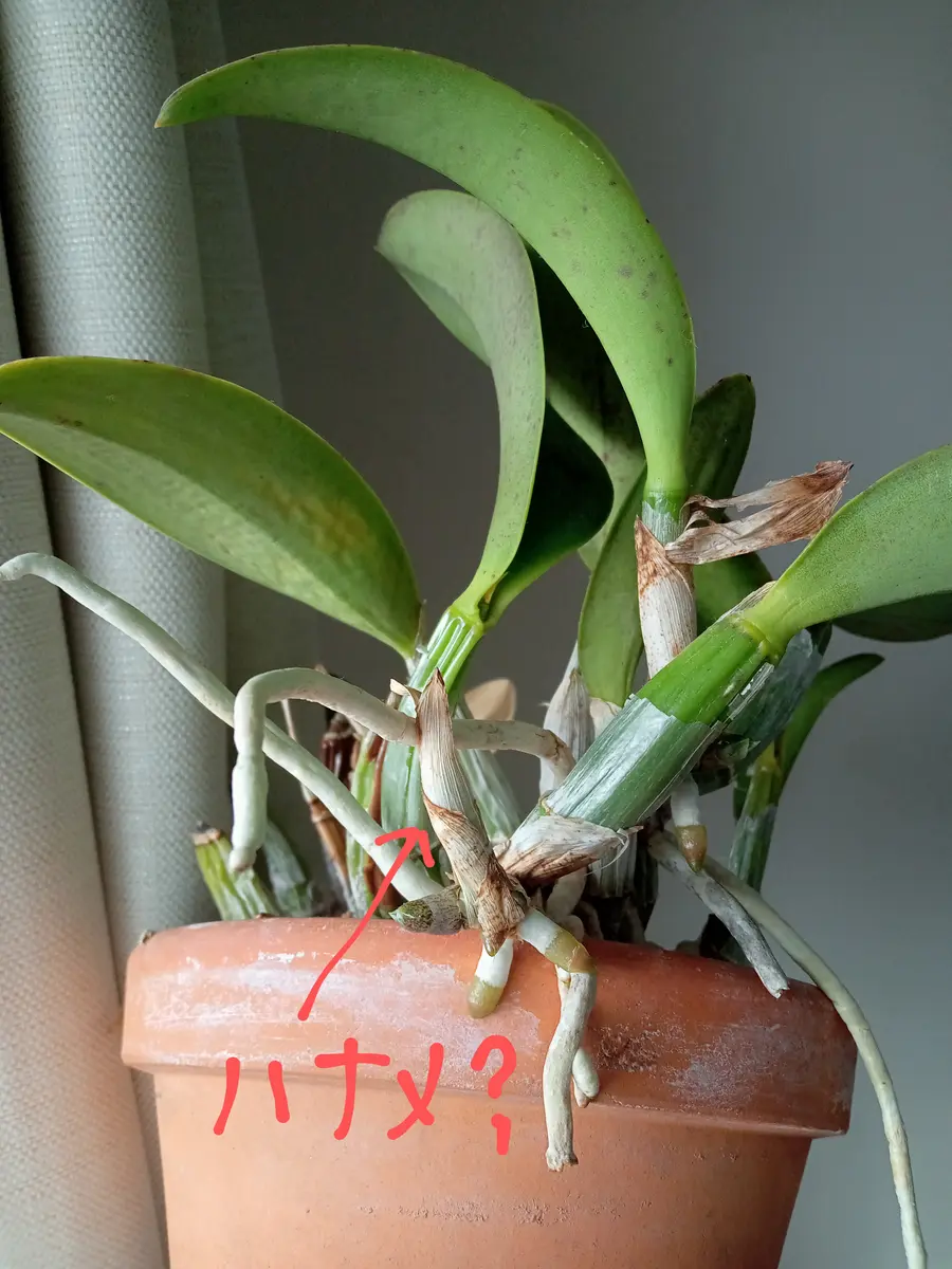 カトレア ワルケリアナを咲かせるには？】いつもお世話に｜園芸相談