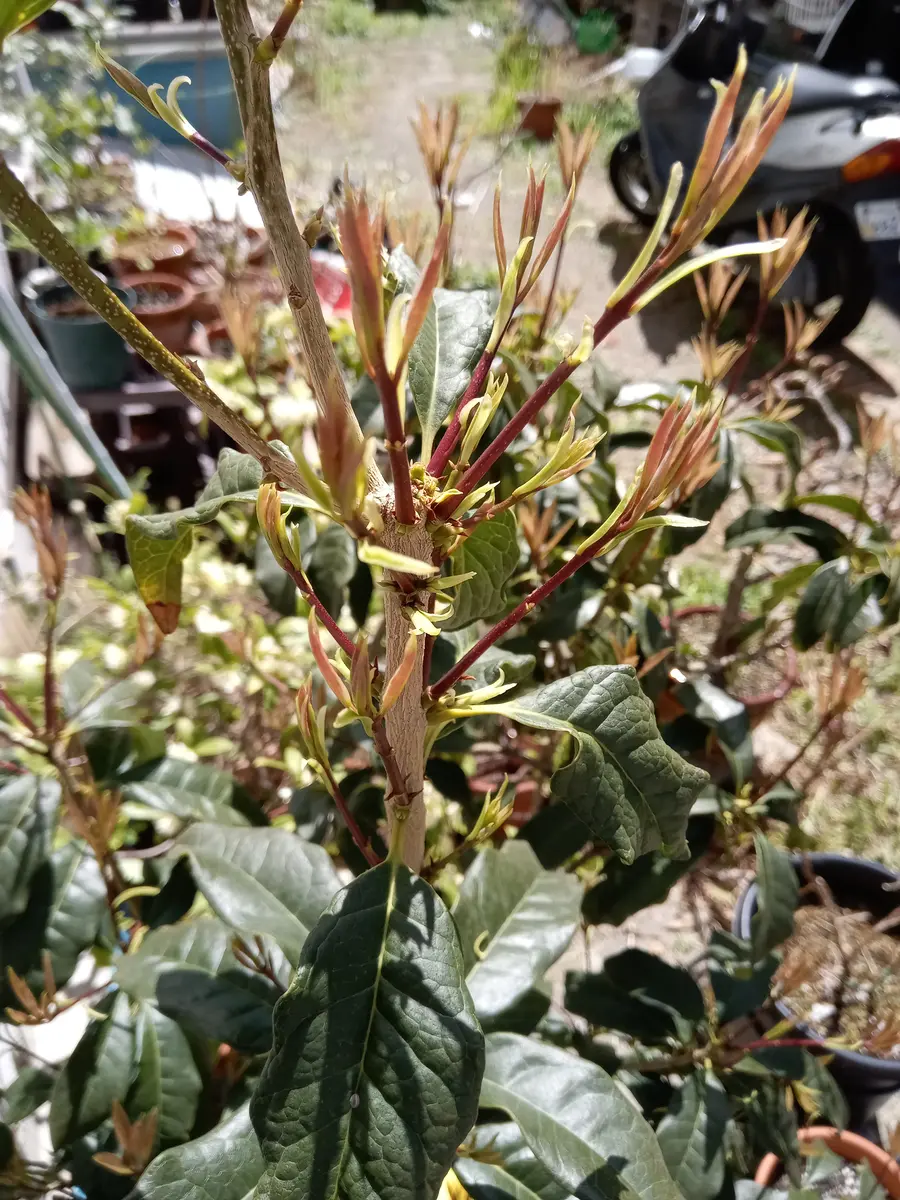 金木犀の鉢植えについて教えて下さい。朝から夕方まで西陽も含
