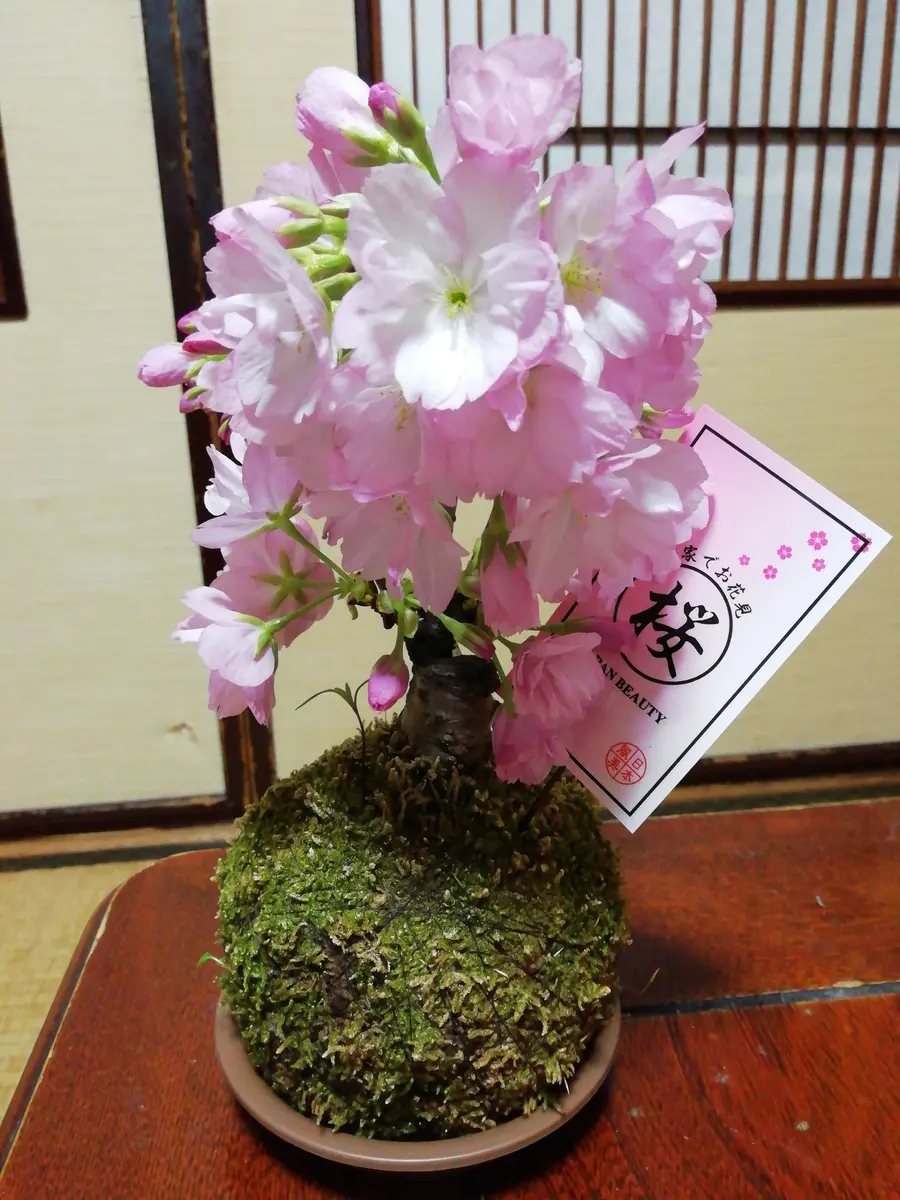 イオンで購入した苔玉です。桜としかついていません。品種がお
