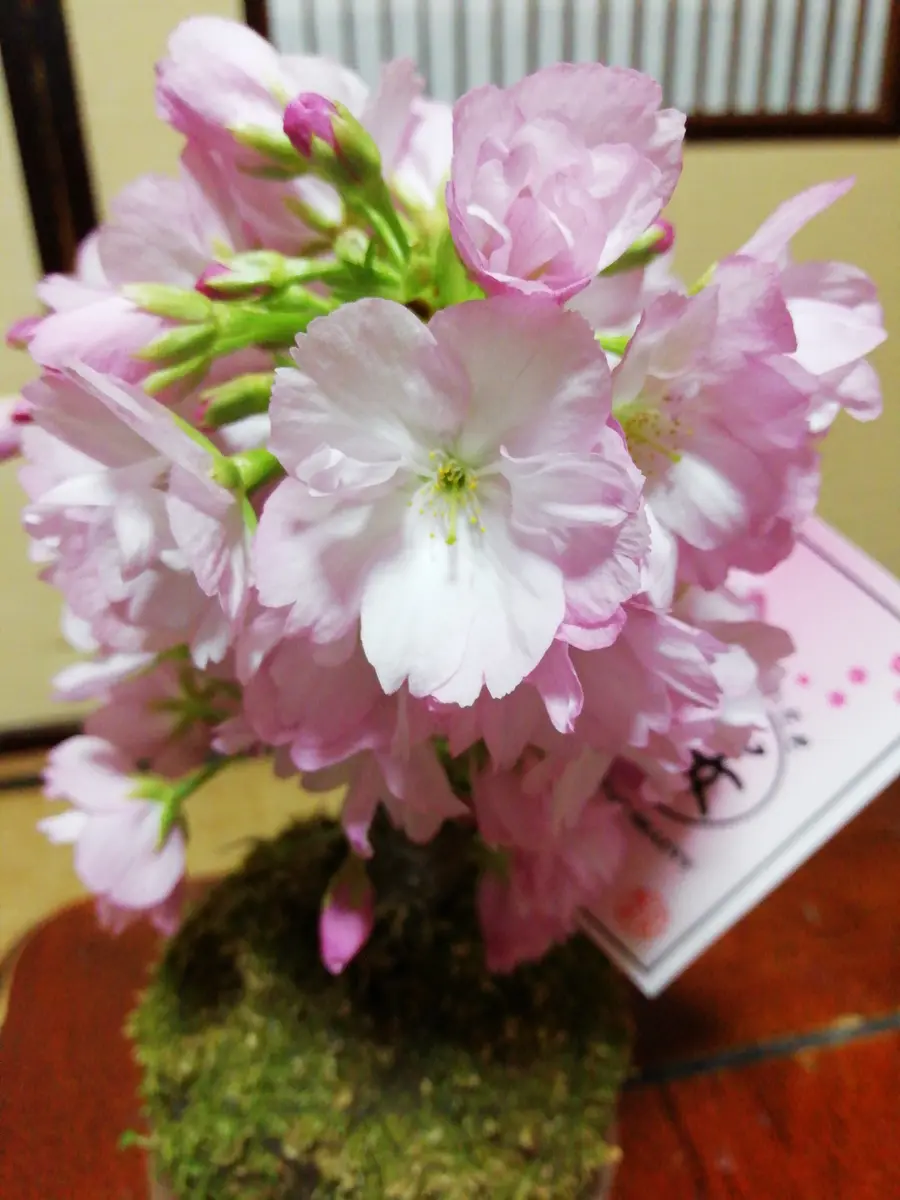 イオンで購入した苔玉です。桜としかついていません。品種がお