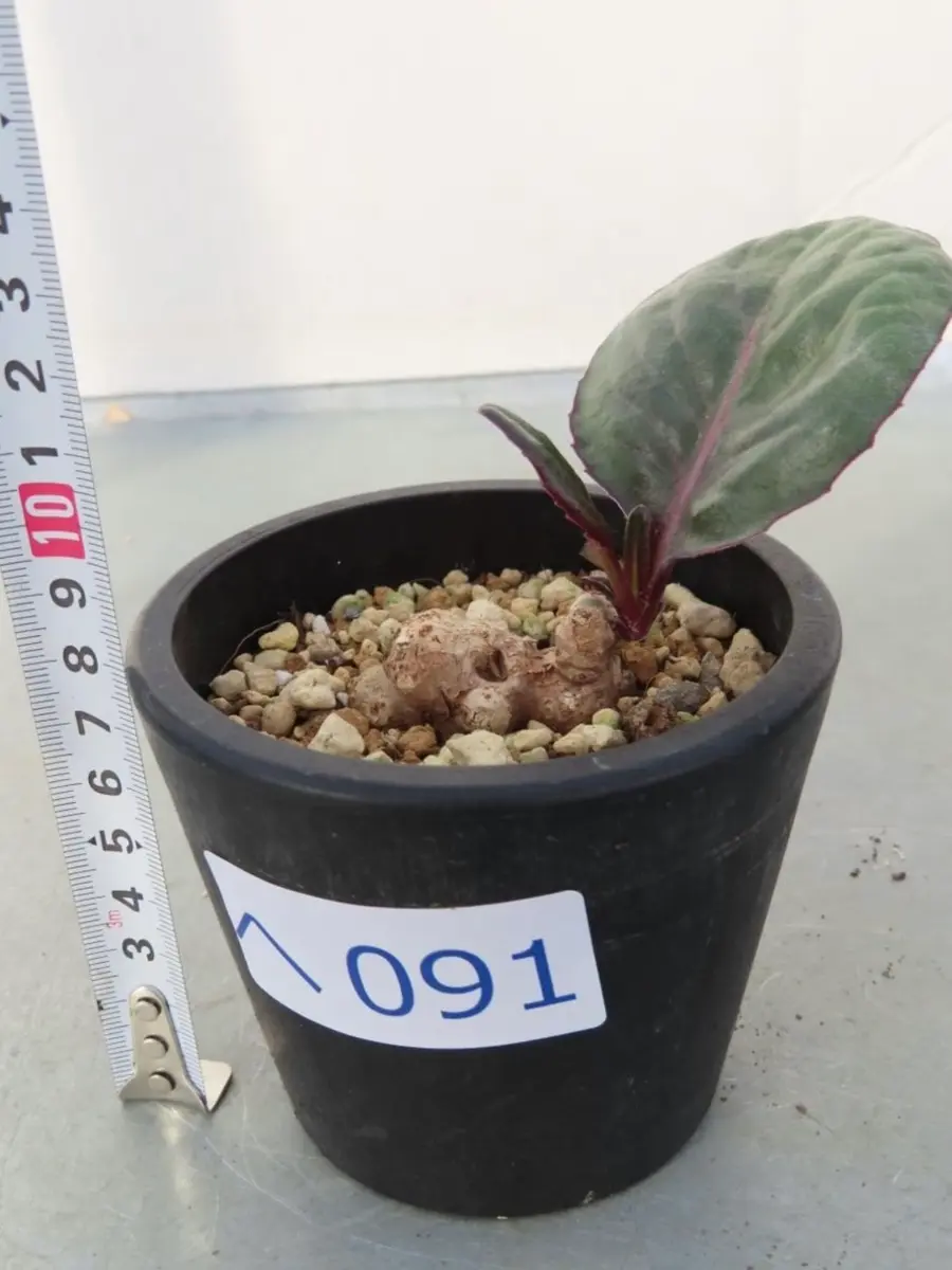 去年10月にSeneciooxyriiflorum名で購入しました。新芽が出て｜園芸