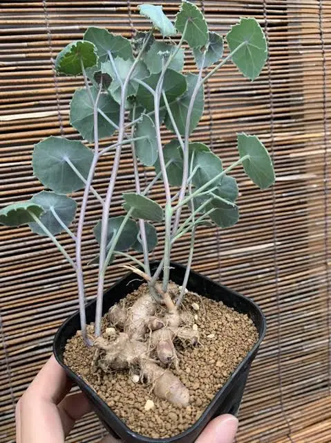お取置き★セネシオ　オキシリフォリウス★A 去年10月にSeneciooxyriiflorum名で購入しました。新芽が出て｜園芸