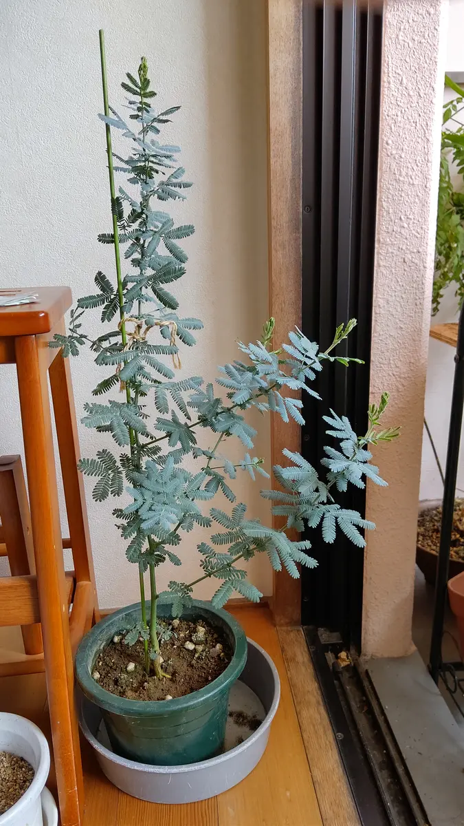 ミモザとボロニアの苗を購入しました。購入した鉢のままなの｜園芸