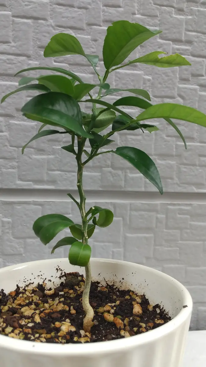湘南ゴールド 果樹苗 約70cm 【公式通販】