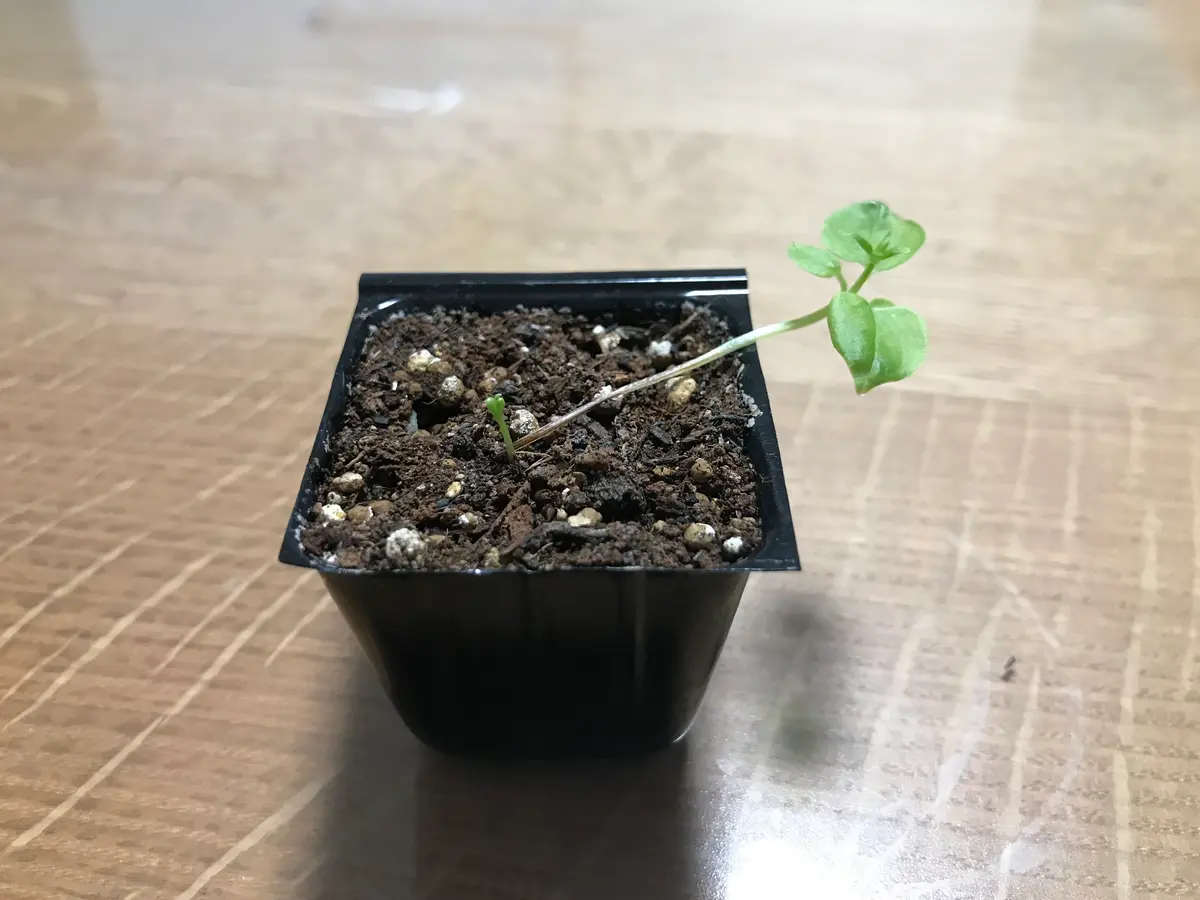 種から発芽した日本茜の幼苗なのですが、苗立枯病のように茎が