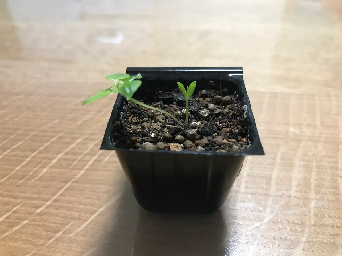 種から発芽した日本茜の幼苗なのですが、苗立枯病のように茎が