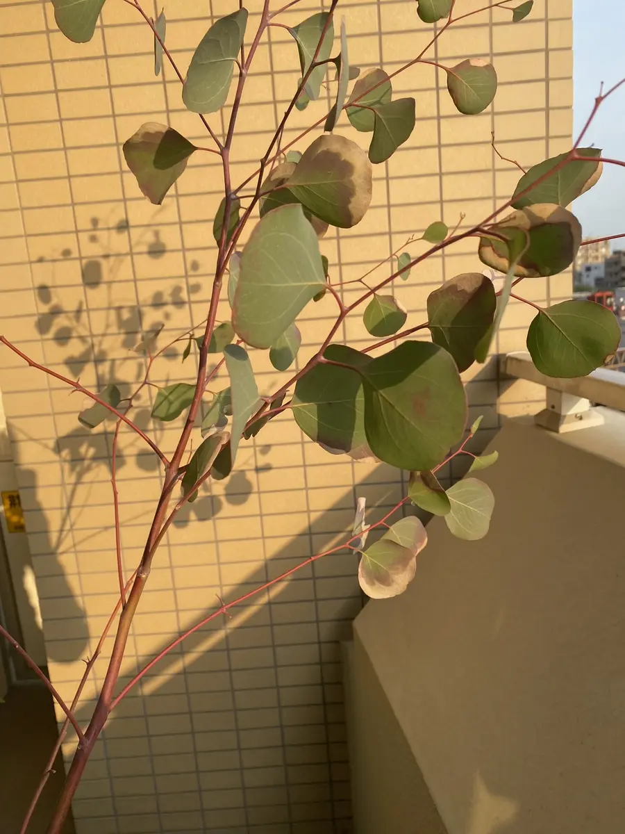 ユーカリ　ポポラス　/97 ユーカリポポラス/97