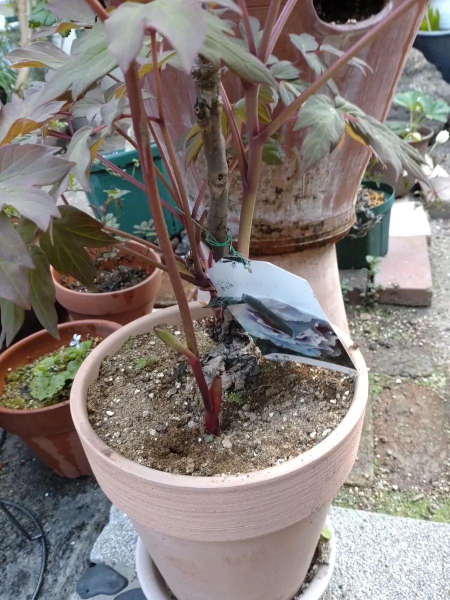 牡丹の鉢からニュと何かがでてきました。芍薬でしょうか。そ