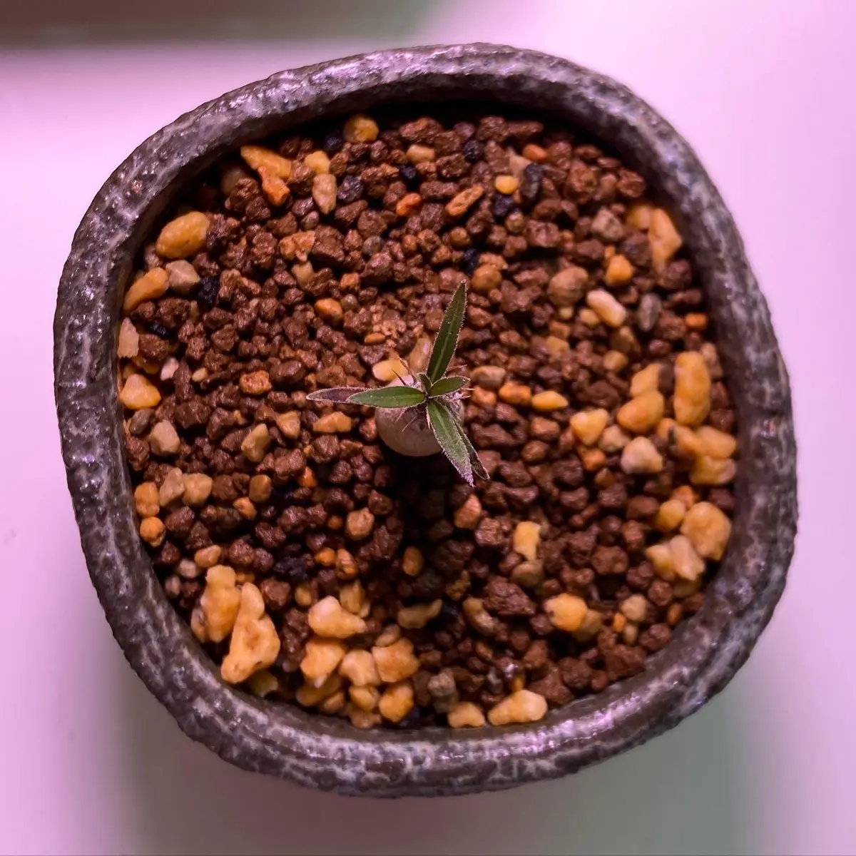 初めまして。実生一年生の塊根植物カクチペスとグラキリスが｜園芸