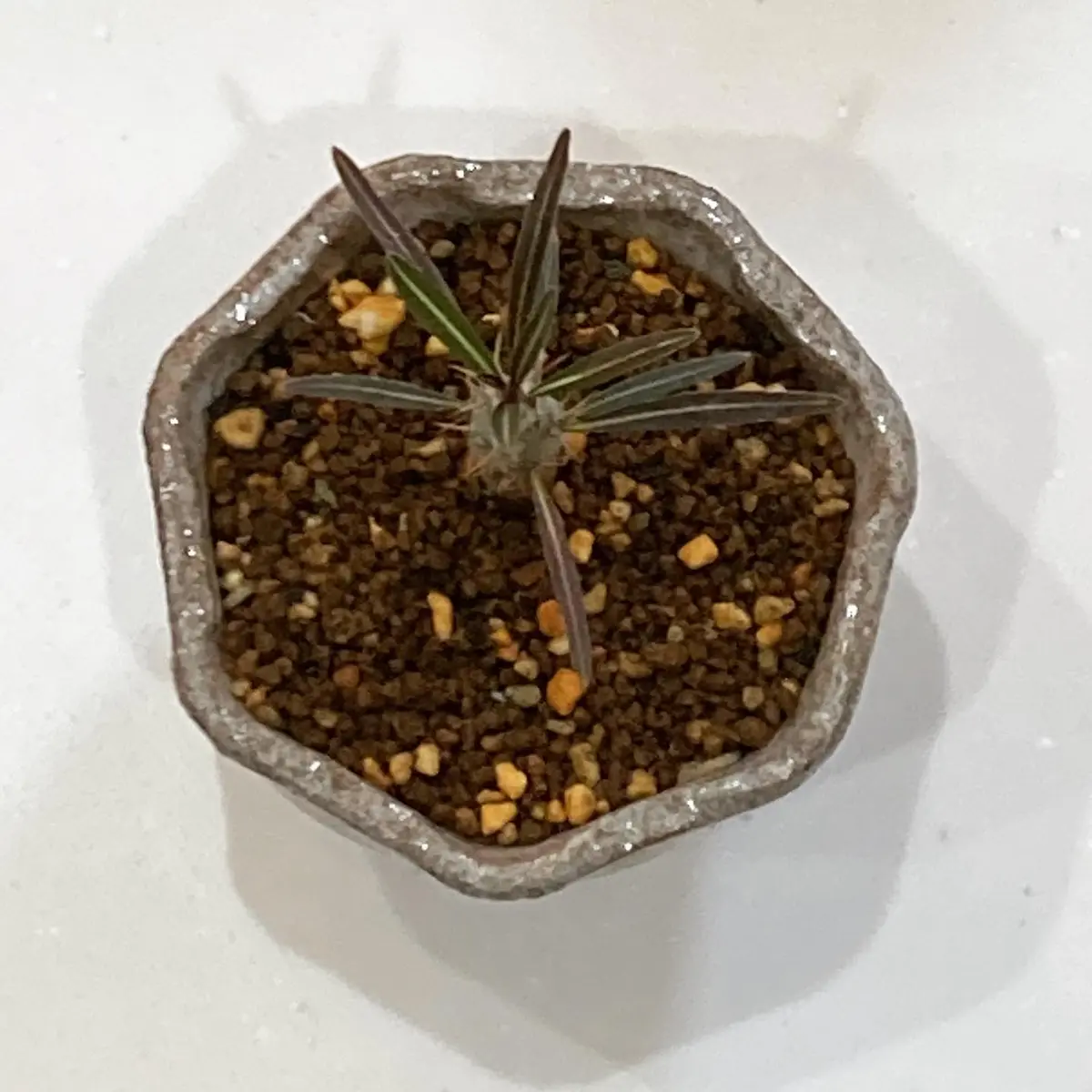 初めまして。実生一年生の塊根植物カクチペスとグラキリスが｜園芸