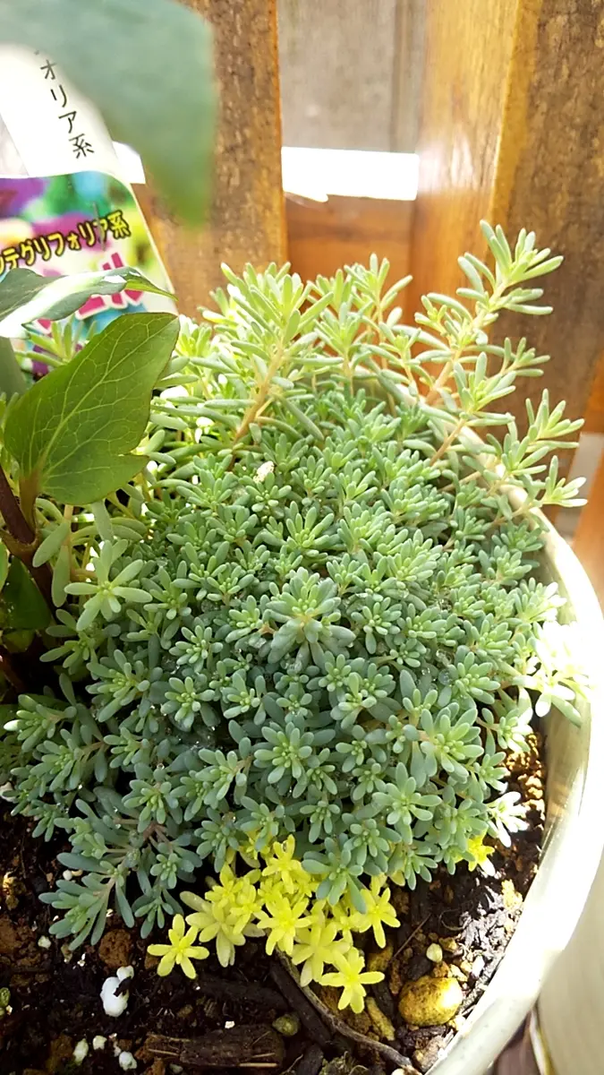 あ*ず様 4/4B アエオニウムカット苗セット 多肉植物 寄せ植え