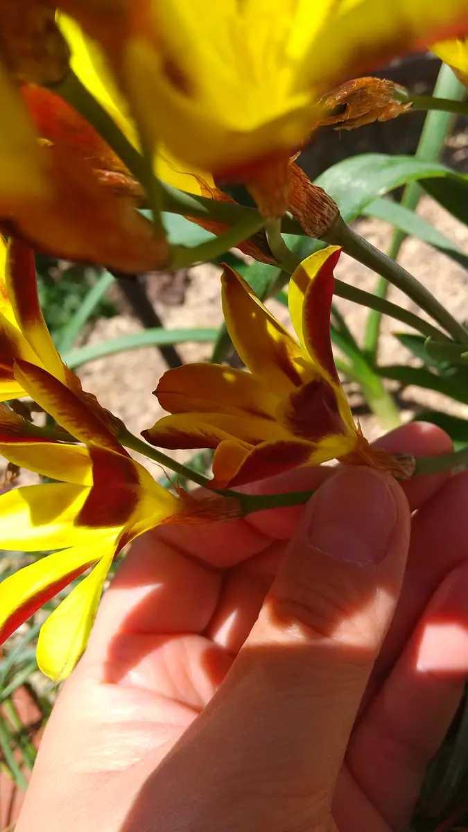 この花は何ですか?花壇の中から勝手に生えてきて、今年はじ この花は何ですか?花壇の中から勝手に生えてきて、今年はじ